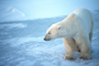 Polar Bear Waling on Snow