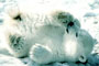 Playful Baby Polar