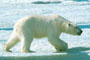 Polar bear in the Arctic National Wildlife Refuge