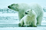 Mother Polar and Cub