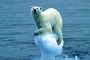 Polar Bear in Changing climate