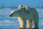 Polar Bear and Baby