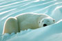 Sleeping Beauty Polar