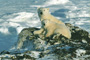 Polar Bear Relaxing