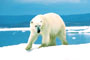 A Polar Bear Waits
