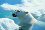 Wager Bay Polar Bear