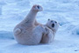 A Young Polar Bear